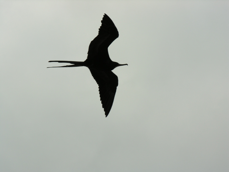 Description of the image