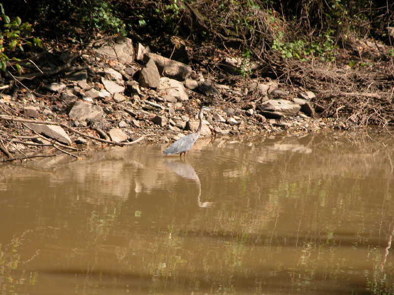 Description of the image