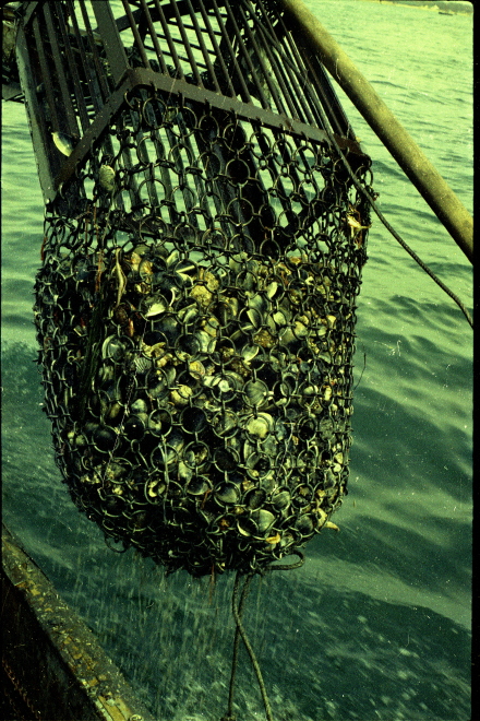 Description of the image