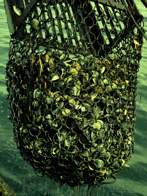 Description of the image