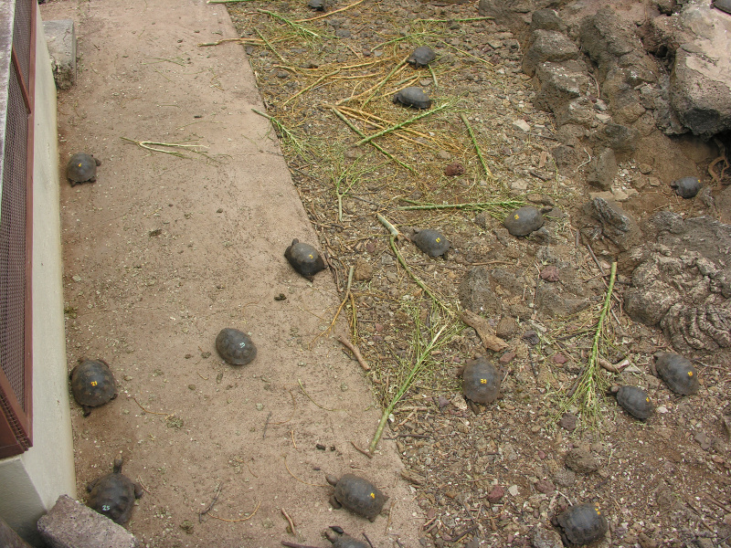 Description of the image