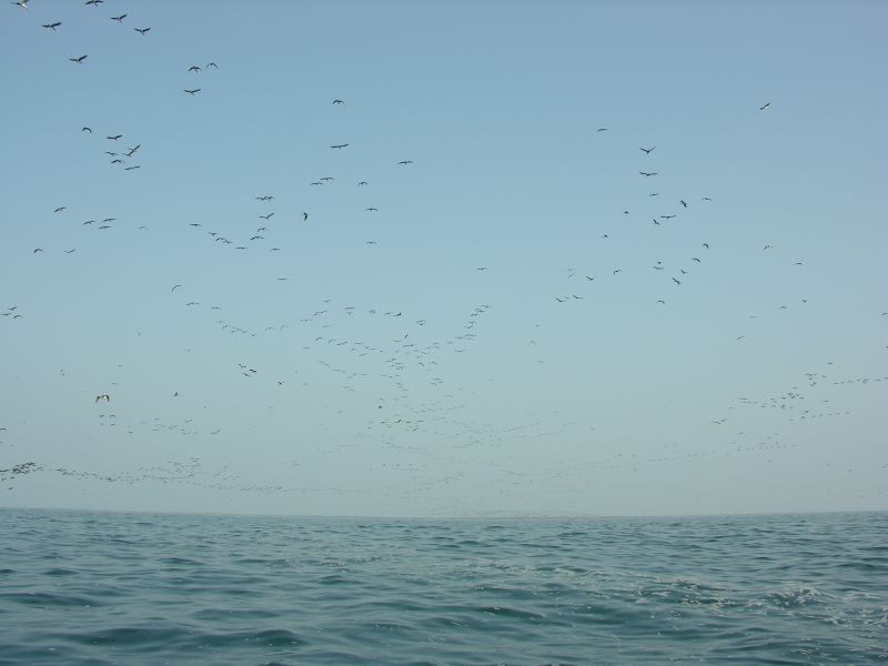 Description of the image