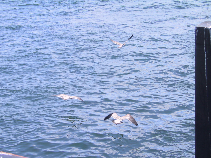 Description of the image