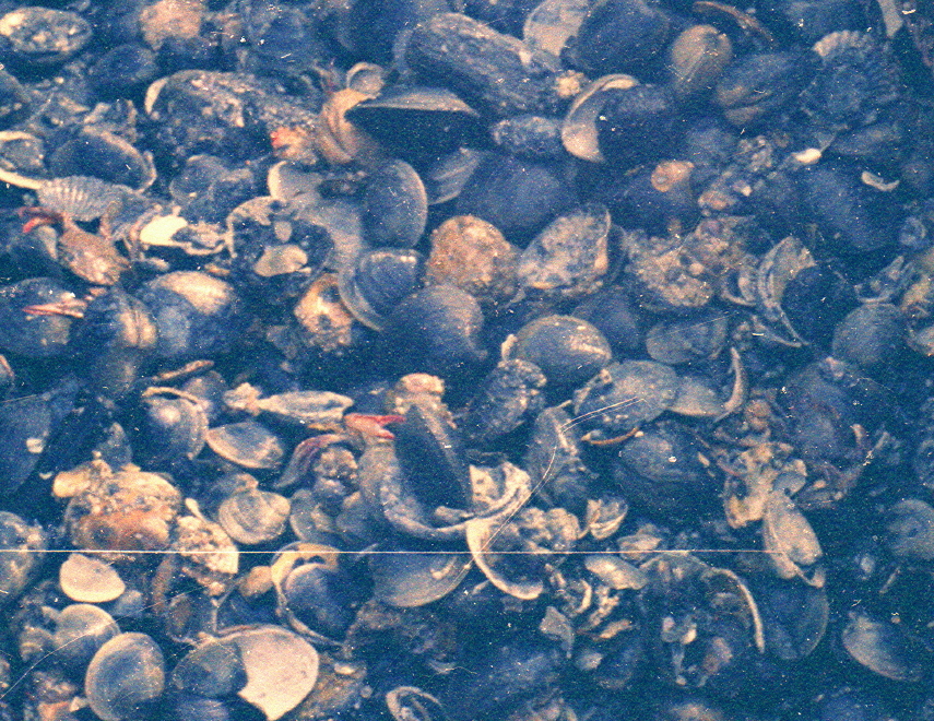 Description of the image