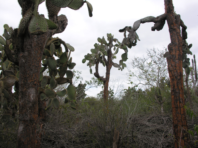 Description of the image