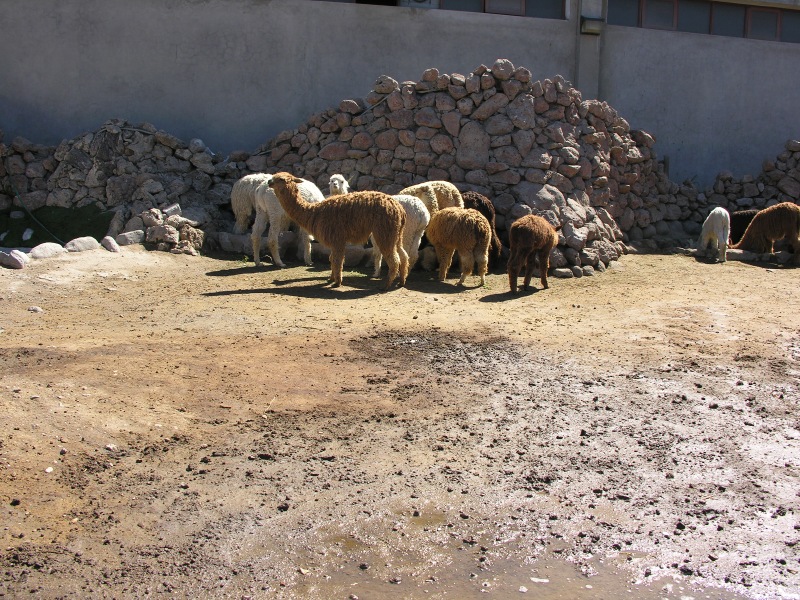 Description of the image