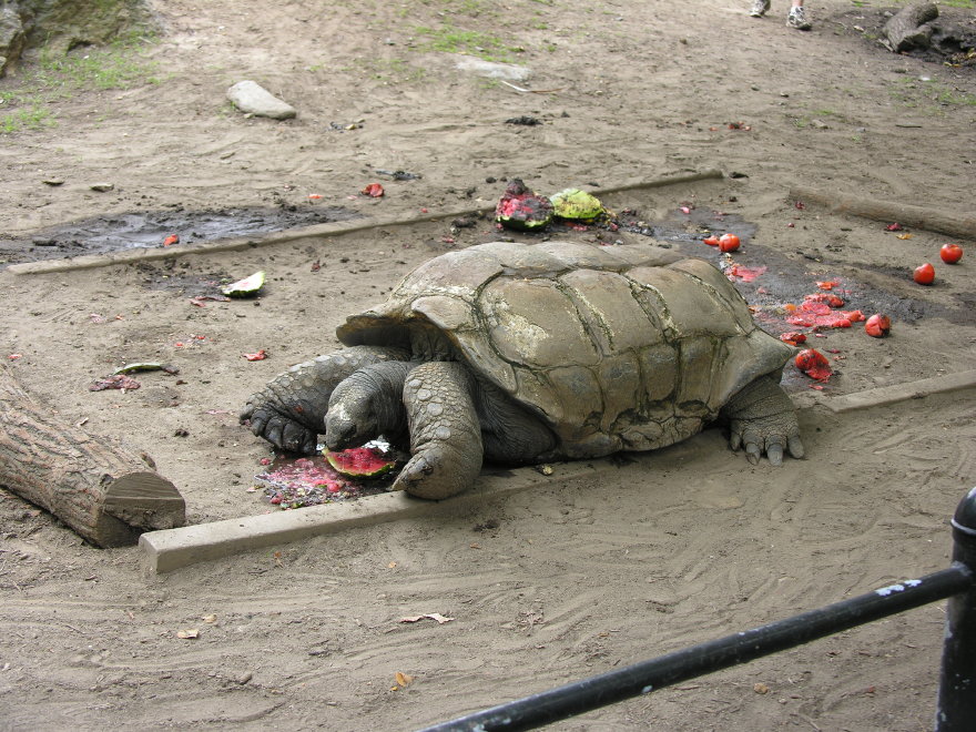 Description of the image