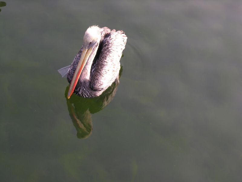 Description of the image