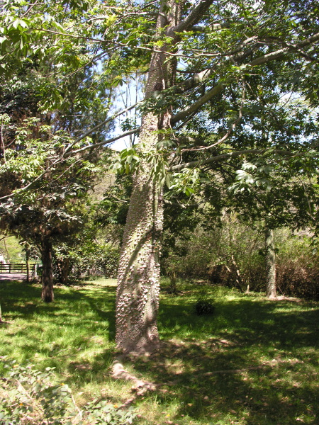 Description of the image