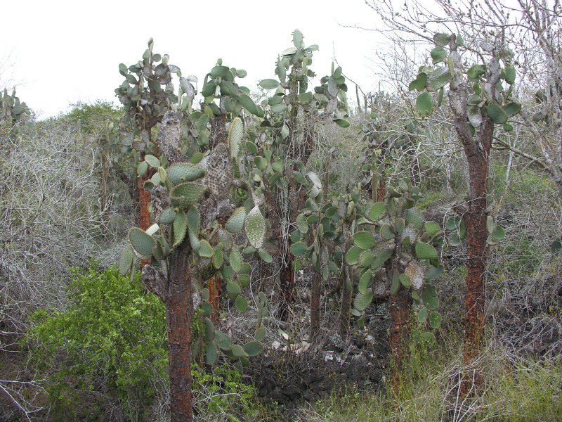 Description of the image
