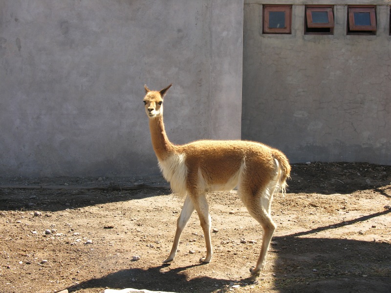 Description of the image