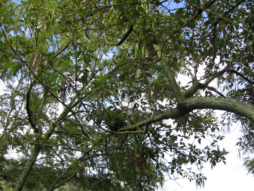 Description of the image