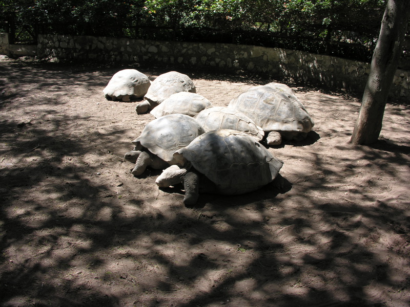 Description of the image
