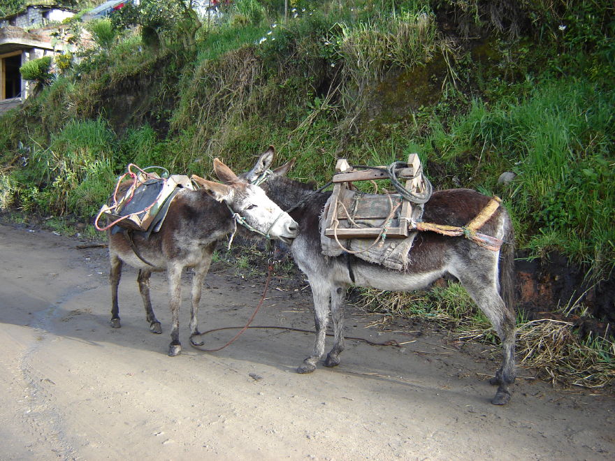 Description of the image
