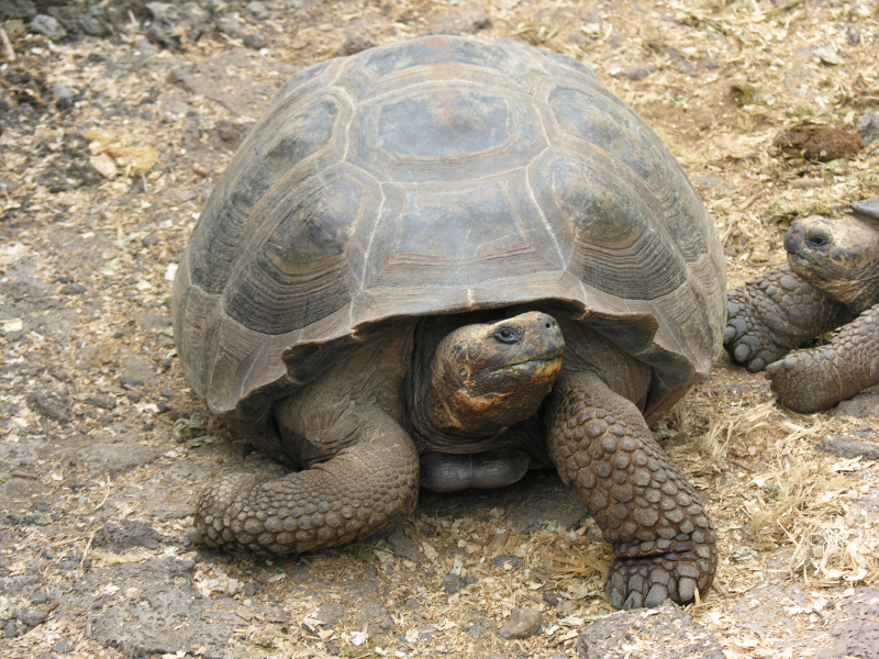 Description of the image