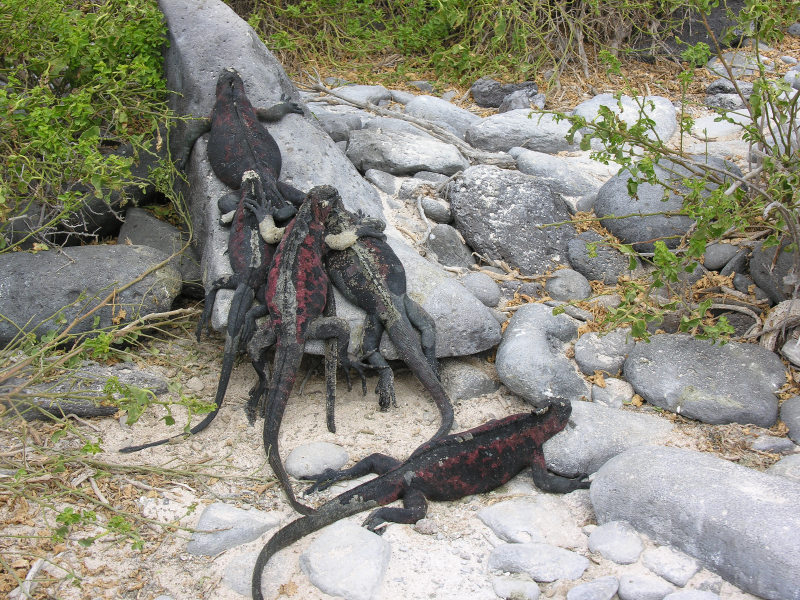 Description of the image
