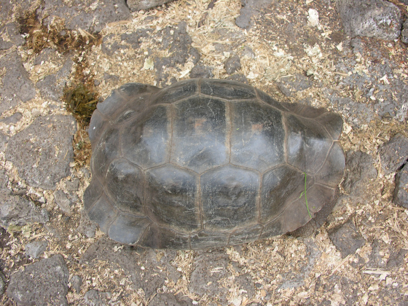 Description of the image