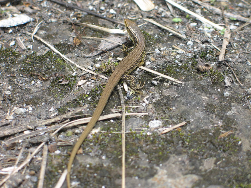 Description of the image