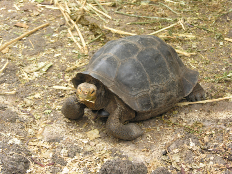 Description of the image