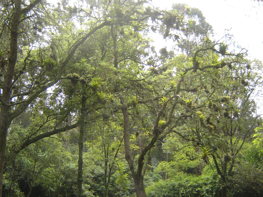 Description of the image