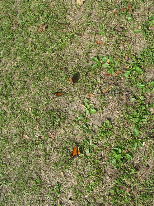 Description of the image