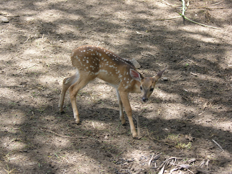 Description of the image