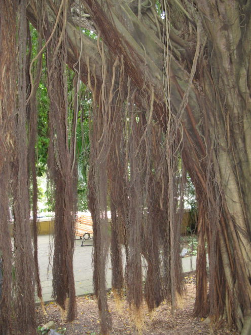 Description of the image