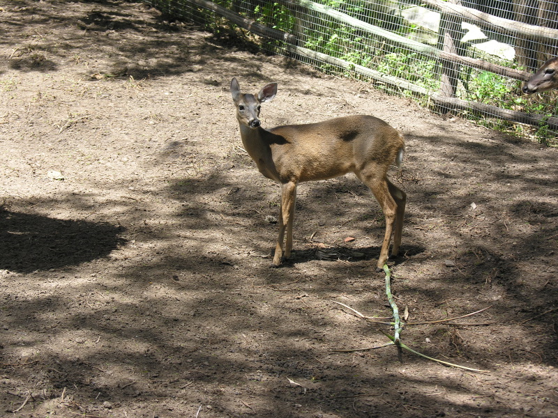 Description of the image