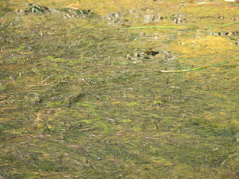 Description of the image