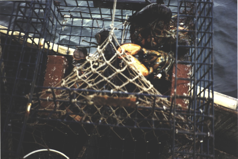 Description of the image