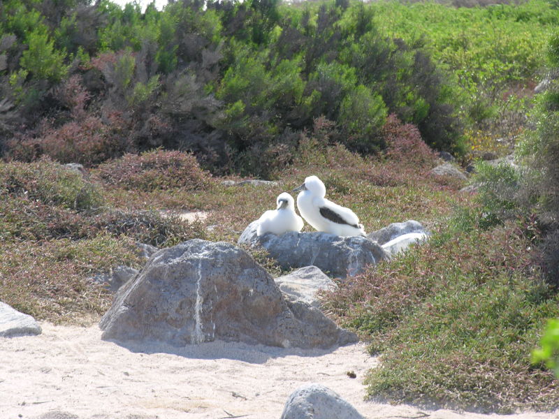 Description of the image