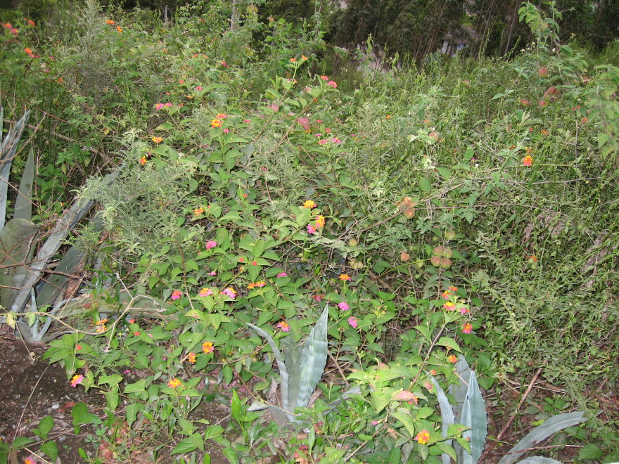 Description of the image