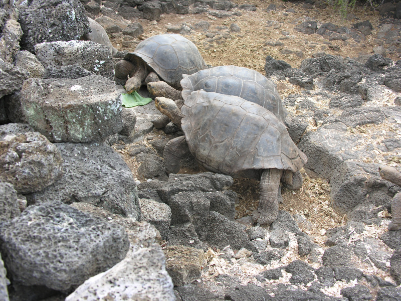 Description of the image