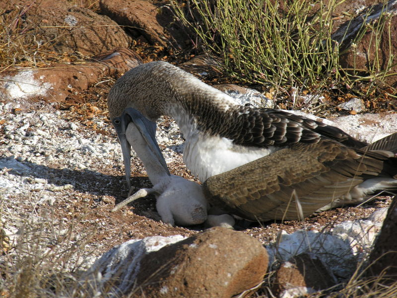 Description of the image