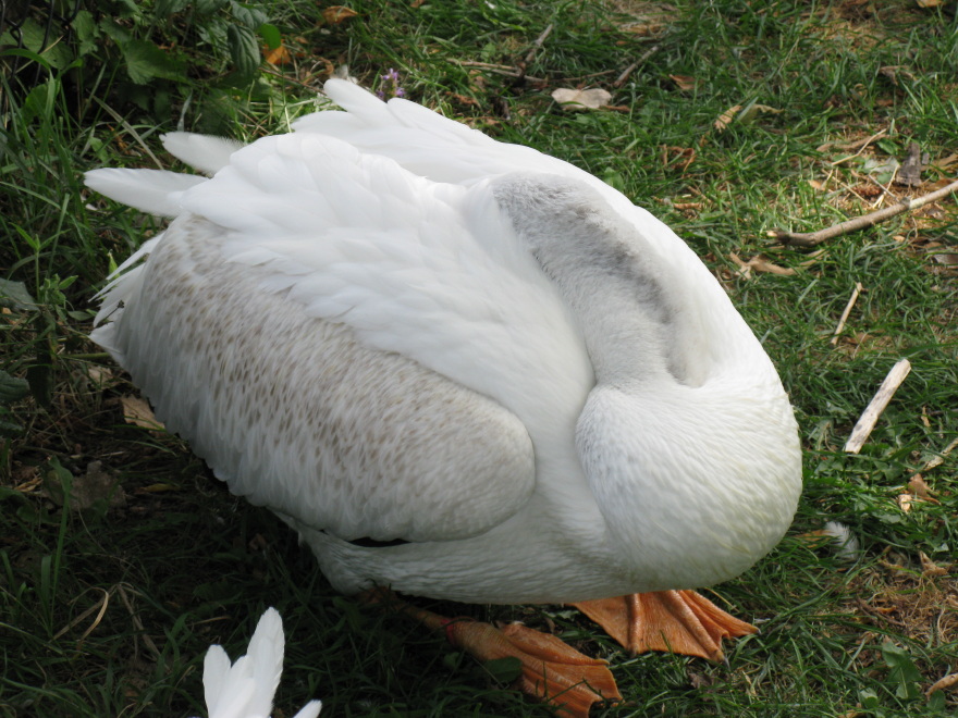 Description of the image