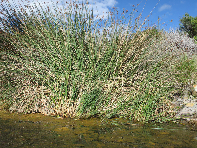 Description of the image