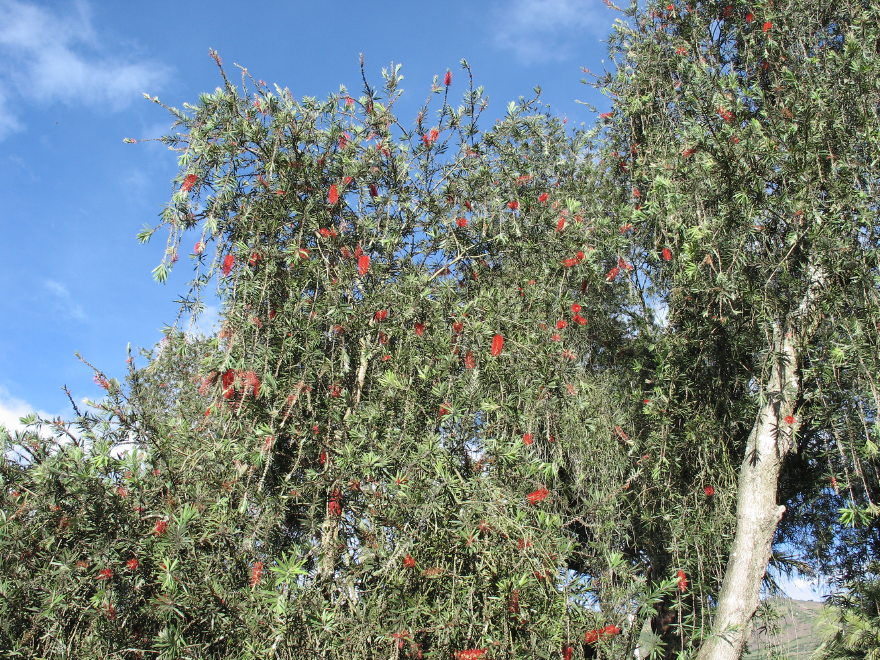 Description of the image