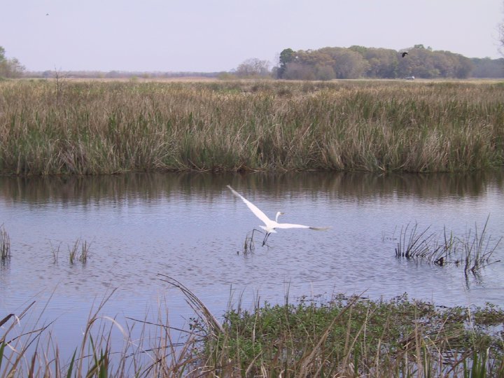 Description of the image