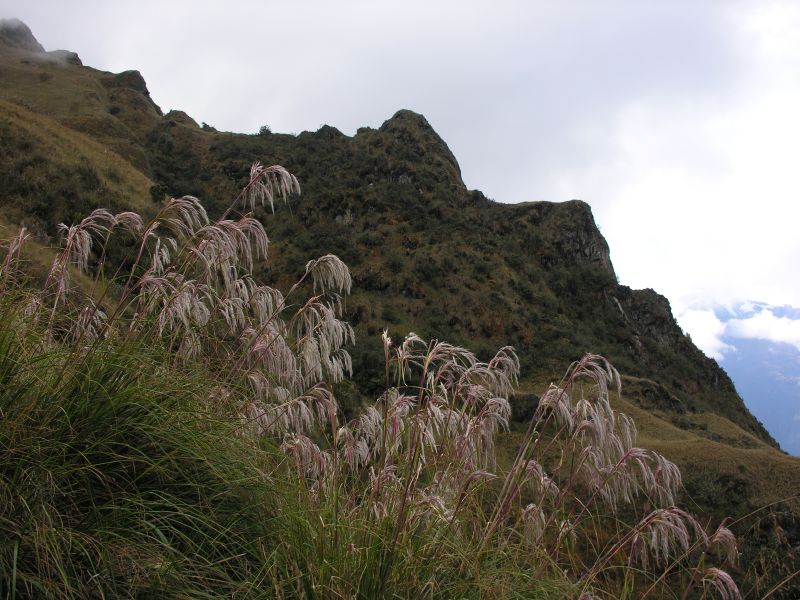 Description of the image