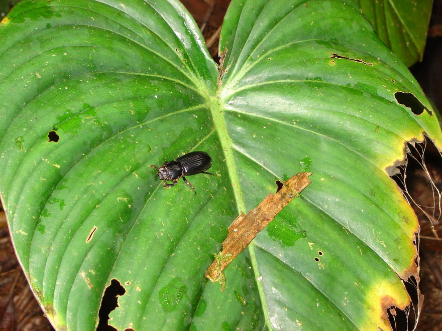 Description of the image