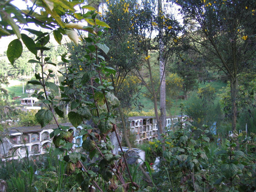Description of the image