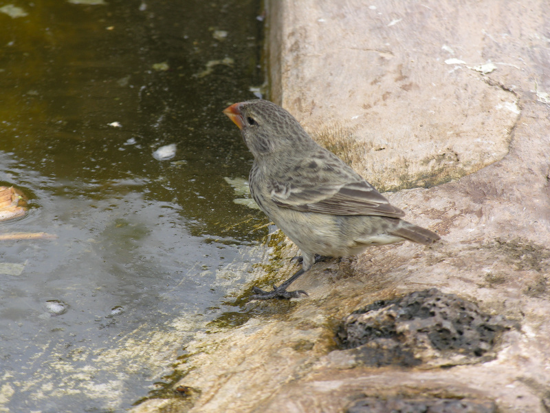 Description of the image