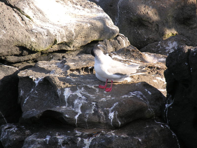 Description of the image
