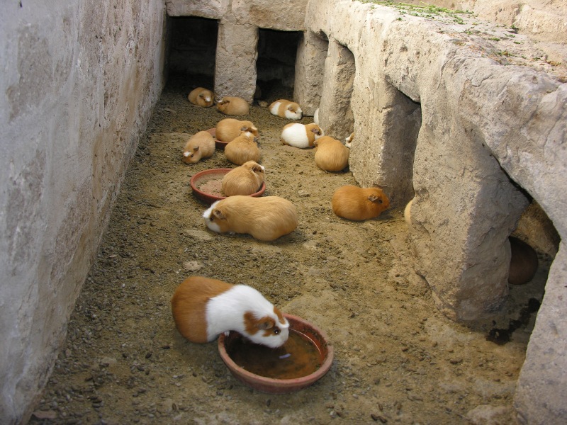 Description of the image