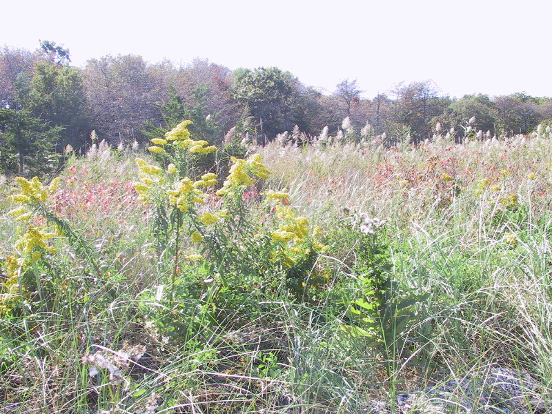Description of the image