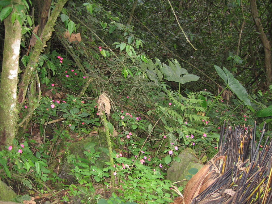 Description of the image