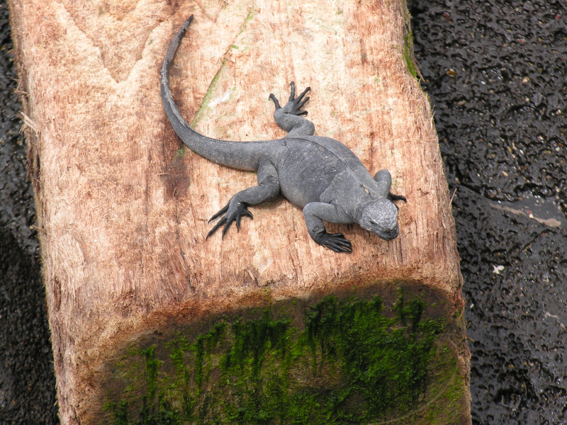 Description of the image