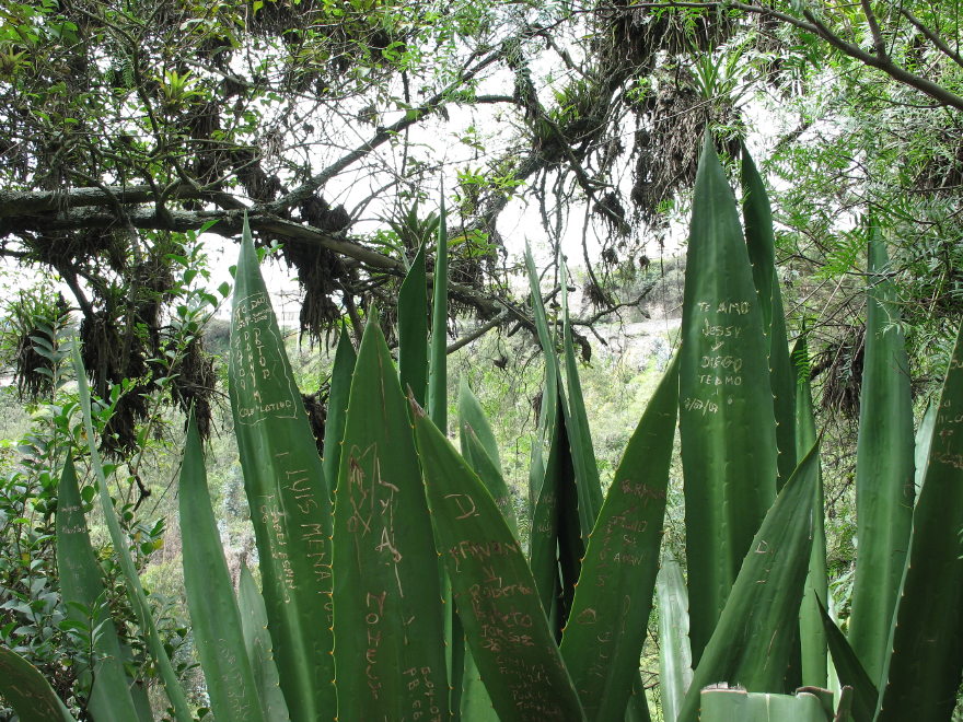 Description of the image