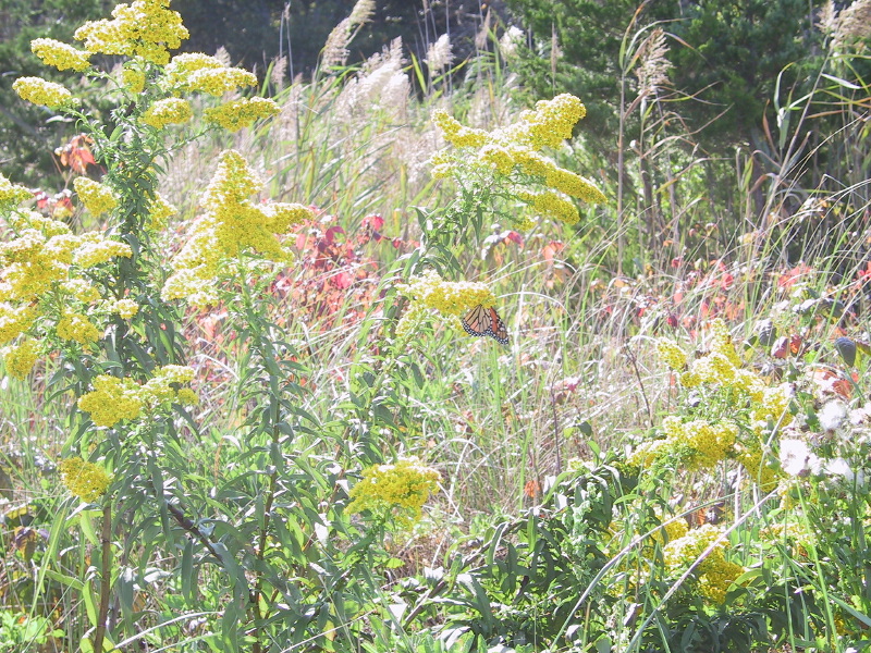 Description of the image