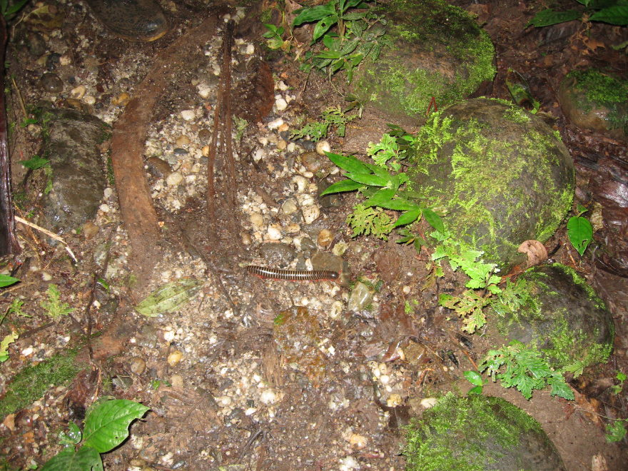 Description of the image